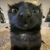 wryfixx1337