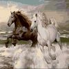 alzayn__52