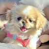 pug.peke.mom