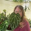 vinesandleavesfoliage