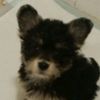 coco_dogggg