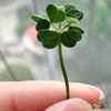 luckyelaaine