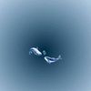 raan_303