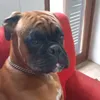 brandorossi78