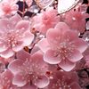 kitani28mai