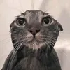 willedits1.0