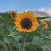 CENEIDA ORTIZ GIRASOLES 🌻