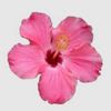 occa_via