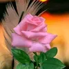 dybd9e6sssno
