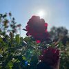 nool_8126