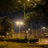 palmeras_109