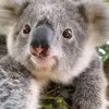 koala19807