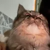 babiikiwi