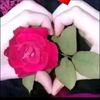 ميستهلوش العتاب