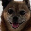 leonidascutedog