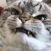 elblinchiq