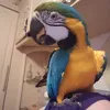 karenthedoglover