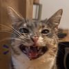 Maxso_Cat