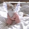 lazer.kat0