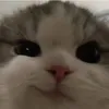ruoinecung