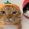 garmfield.garf
