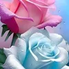 sorayamassy47_