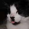 willy.potato
