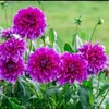 p.ngcchm_230390