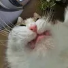 voiryd