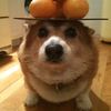 snackzilla49