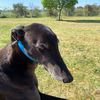 sophie287greyhounds