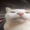 zyryl_p