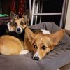 biscuitandjava