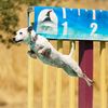 parsonrussellterriermom