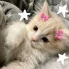 raisya_28814