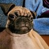 kuzco_that_pug
