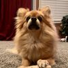 willowbean12