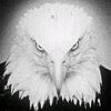 fasil_43