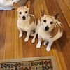 georgie_0466