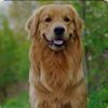 goldenmom70