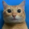 sn_.gato_.xd