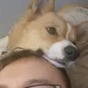 gyros_neeto