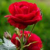 mamahamel06_