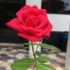 user4919152703636