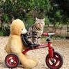 ninie313.ahmad