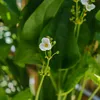 gnasche240623