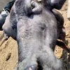 kdgujjar56