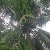 nidaulhasanah94