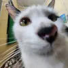 wwwmeomeo1