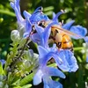 hyst_79
